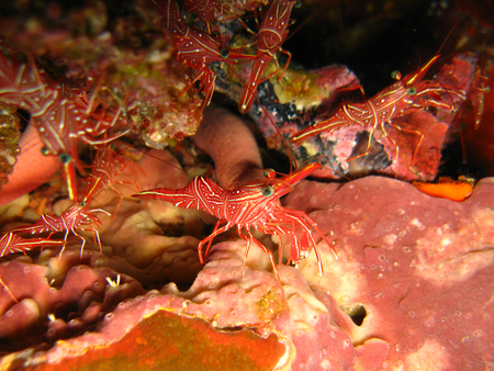 striped hinge-beak shrimp, Thailandの写真素材