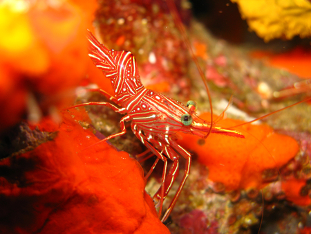 striped hinge-beak shrimp, Thailandの写真素材