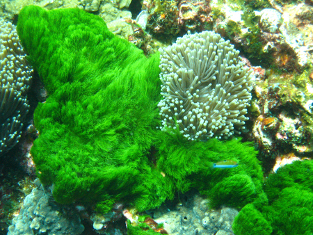 Green Turtle weed, Thailand