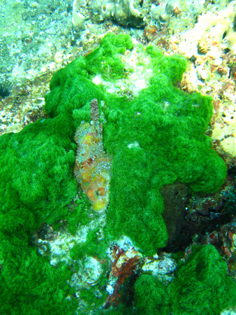 scorpionfish hiding in seaweed, Thailandの写真素材