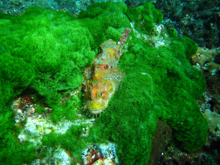 scorpionfish hiding in seaweed, Thailandの写真素材