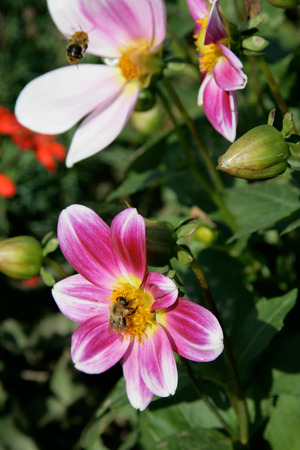 Bumble bee with flower in summer timeの写真素材