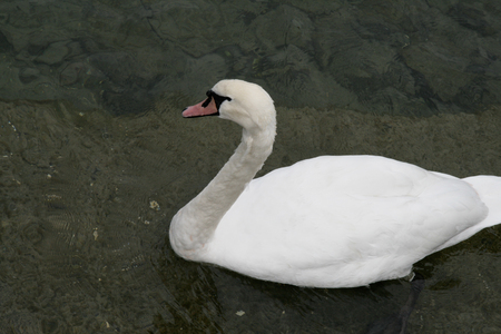 Mute swan in lakeの写真素材