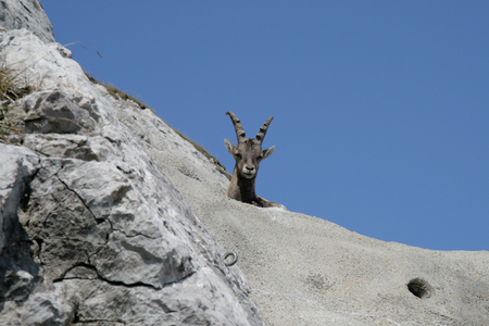 Alpine ibex in Switzerlandの写真素材