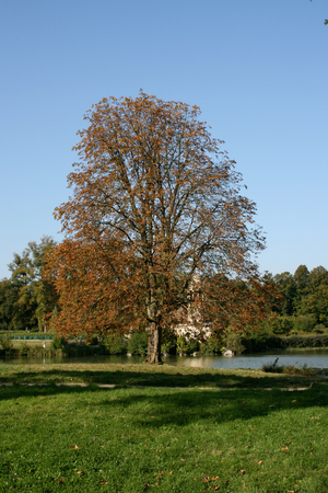 Tree in garden during autumの写真素材