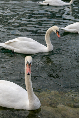 Mute swan in lakeの写真素材