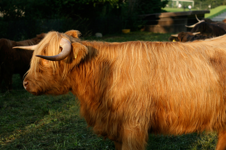 Scottish highland cow in Switzerlandの写真素材