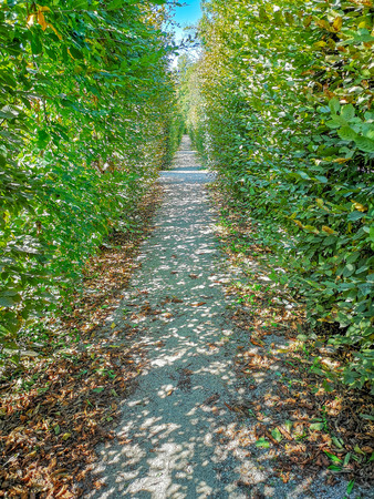 Walk path in gardenの写真素材