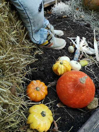 Halloween fruitの写真素材