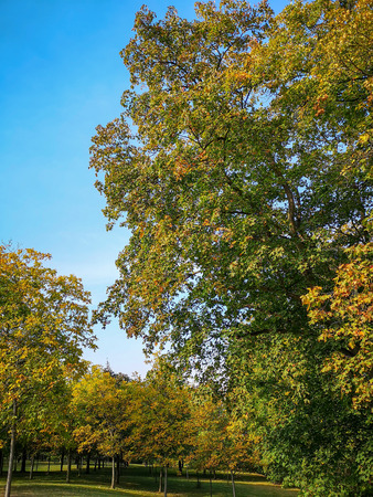 Garden in autumnの写真素材