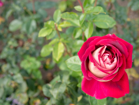 Red rose in gardenの写真素材