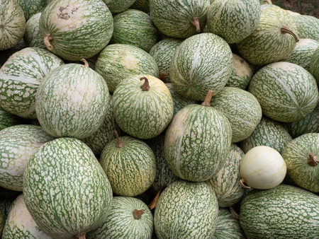 Siam pumpkin in marketの写真素材