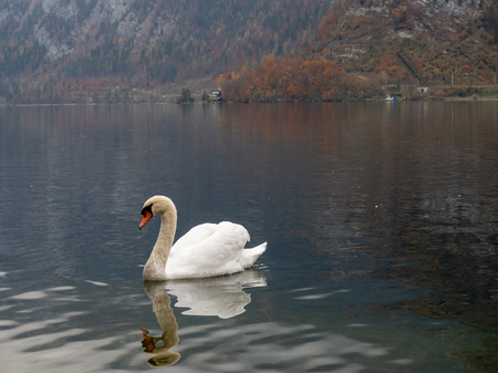 Swan in autumn lakeの写真素材