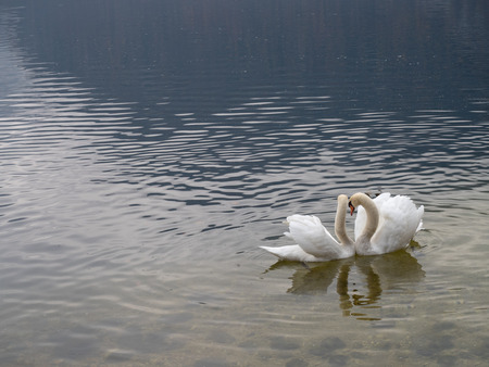 Couple of swan in lakeの写真素材