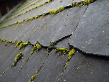 Moss on wooden panel texture backgroundの写真素材