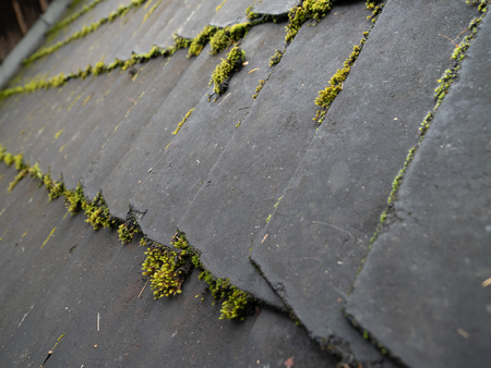 Moss on wooden panel texture backgroundの写真素材