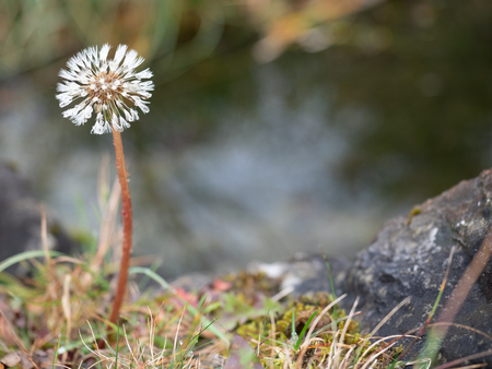 Dandelion with blur backgroundの写真素材