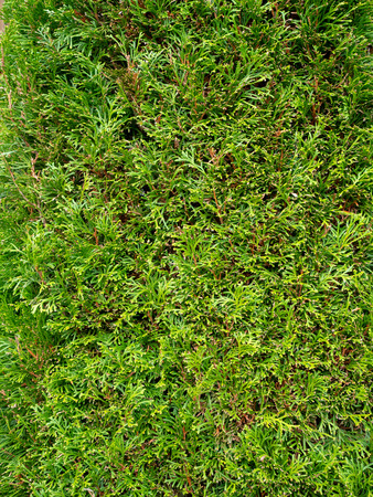 Background with pine leafの写真素材