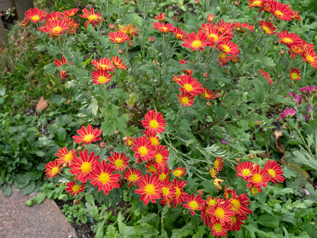 Red-Yellow daisy bushの写真素材