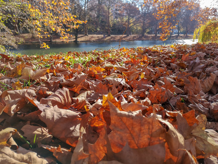 Dried leaf in autumn with blur backgroundの写真素材