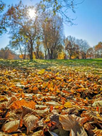 Leaf in autumnの写真素材
