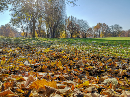 Leaf in autumnの写真素材