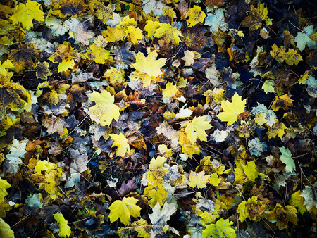 Leaf in autumnの写真素材