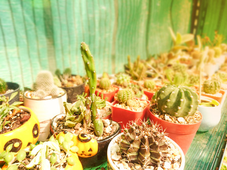 Beautiful cactus in a potの写真素材