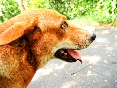 Dog Tongue Outの写真素材