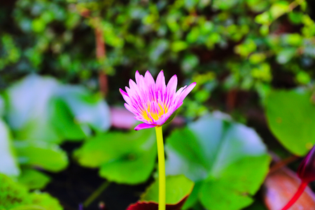 Purple Lotus Flower in the garden sinkの写真素材