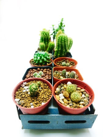 Close Up 2 Row Collection of cactus white background on steel shelfの写真素材