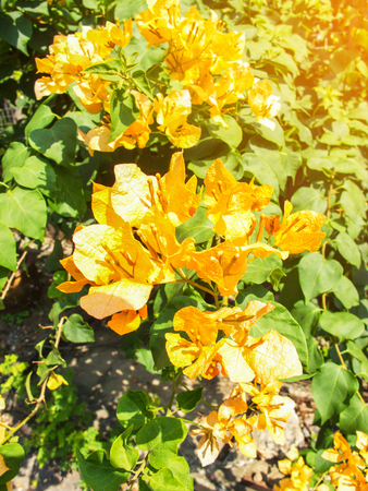 Orange Bougainvillea Flowers as natural backgroundの写真素材