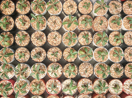 Top view Dorsteria cactus in potの写真素材