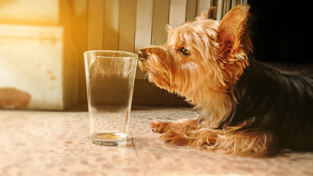 A small Yorkshire terrier dog sniffing glass on the floorの写真素材