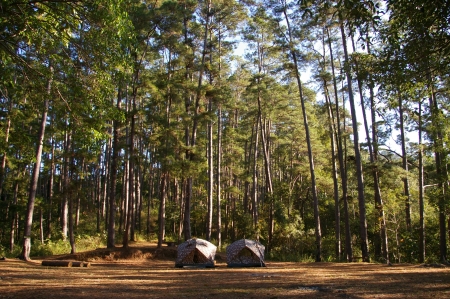 Tourist tent in forest campの写真素材