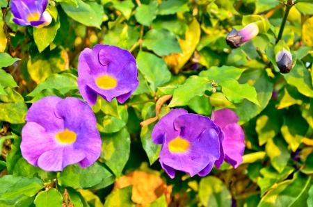 Butterfly pea flowerの写真素材
