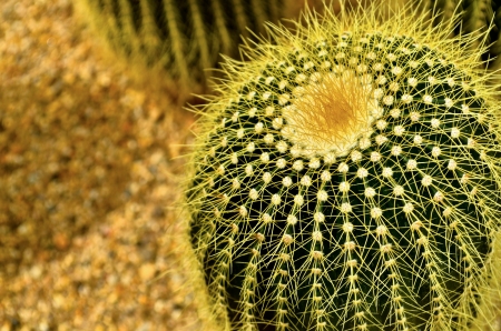 Cactus garden in botanic Garden Pavilionの写真素材