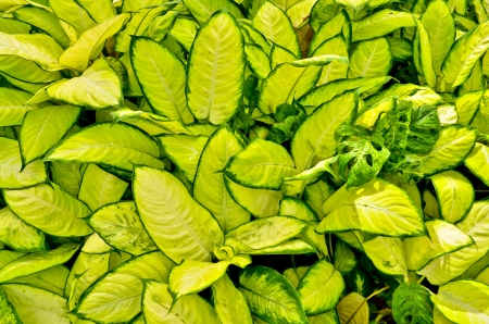 Dense green tropical vegetation の写真素材