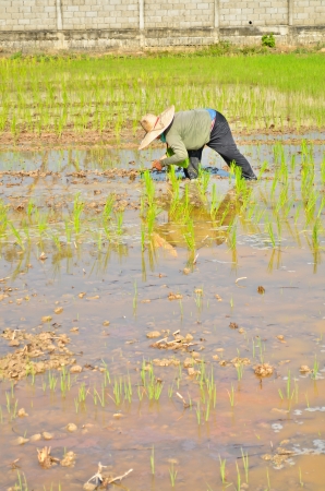 Rice farmers on rice field in Thailandの写真素材