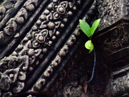 Little tree on ancient wall