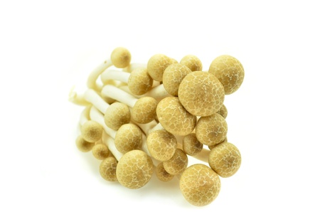 Shitake mushrooms isolated on a white studio background の写真素材