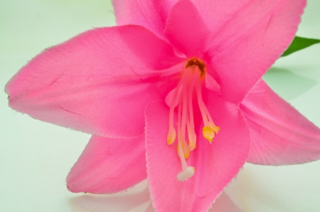 pink flower isolated on white backgroundの写真素材