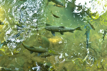 Mahseer barb at fish cave Mae Hong Son Province.THAILANDの写真素材