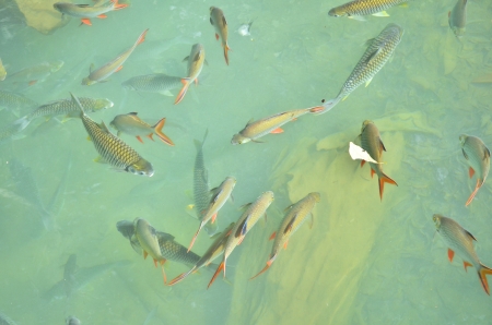 Mahseer barb at fish cave Mae Hong Son Province.THAILANDの写真素材