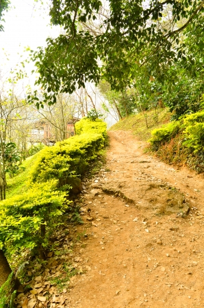 Countryside road with trees on both sides の写真素材