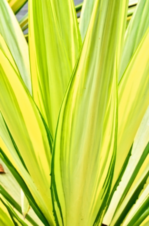 green leaf backgroundの写真素材