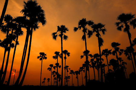siluate of sugar palm in rice field during sunsetの写真素材