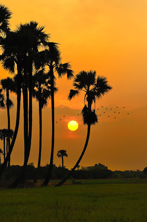siluate of sugar palm in rice field during sunsetの写真素材