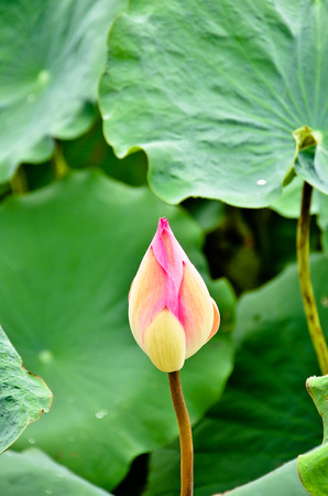 blooming lotus flower over green backgroundの写真素材