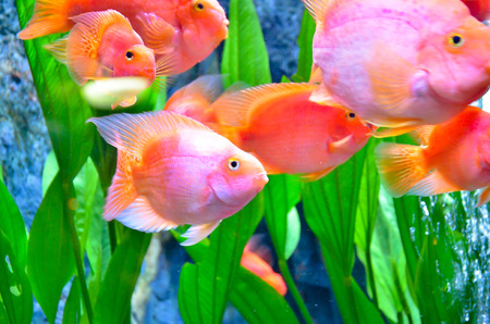 Closeup of beautiful Sea Fish In fish tankの写真素材